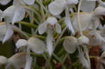 White fringed orchid